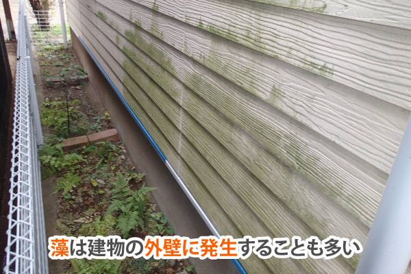 藻は建物の外壁に発生することも多い