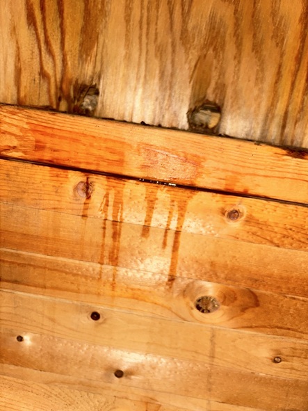 雨水・雪解け水が垂れてきています