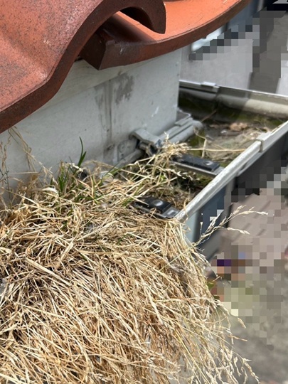 雨どいに鳥の巣が出来ています