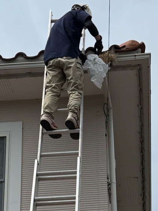 鳥の巣撤去