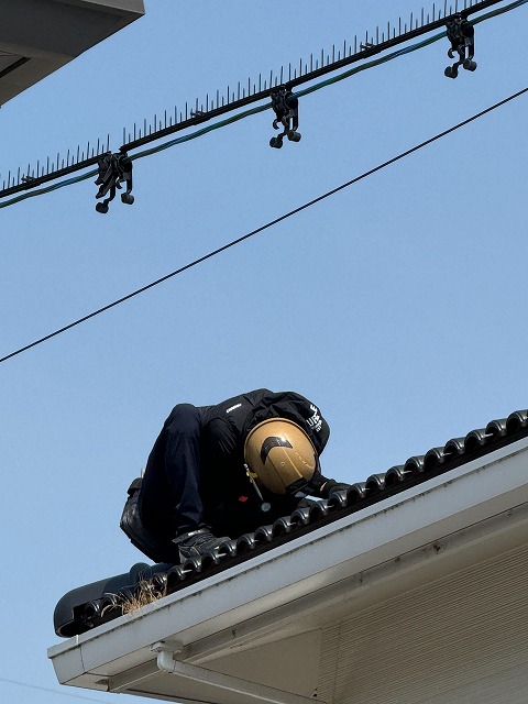 大屋根　鳥の巣　確認
