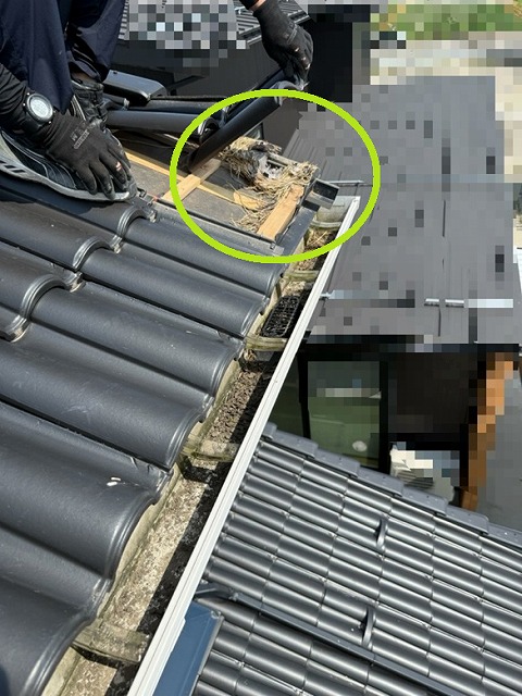 大屋根　瓦の下　鳥の巣