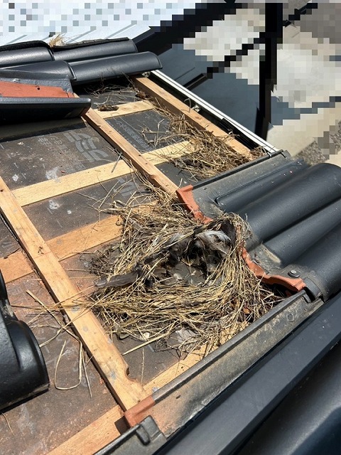 鳥の巣　瓦の下